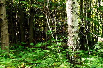 Forest landscape with a birch trunk in the foreground