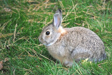 Naklejka na ściany i meble Cottontail rabbit on grass outdoors.