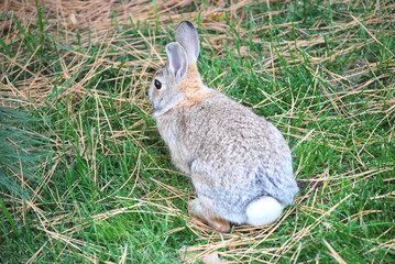 Cottontail rabbit on grass outdoors.