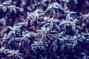 green plant covered by frost