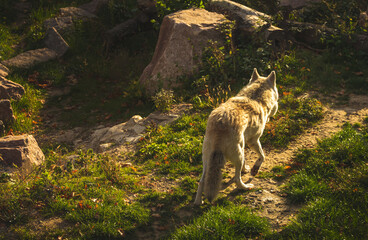 White wolf in sunset forest background, back view photo