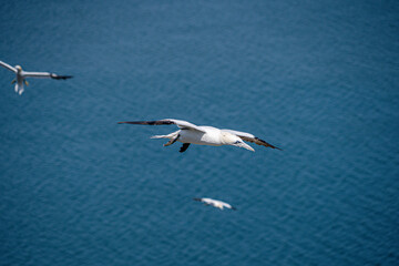 Obraz premium Close up of Flying Large White Sea Bird Gannet