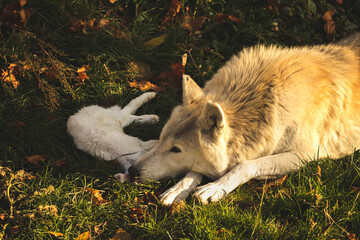 White wolf with rabbit in forest, canine predator with prey, danger wildlife photo