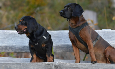 Jagdhunde beim Warten
