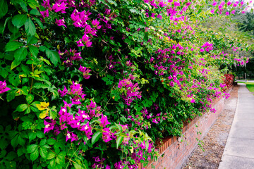 purple Blooming purple flower, bougainvillea glabra 
