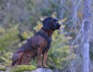 Bayerischer Gebirgsschweisshund