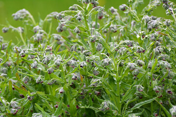 Cynoglossum officinale blooms in nature