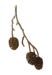 Cones of alder tree