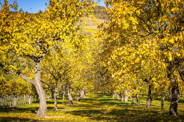 autumn in the Wachau valley, Austria, apricot plantation