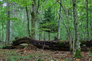 Oak tree and broken hornbeam lying