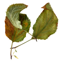 autumn leaves isolated on white