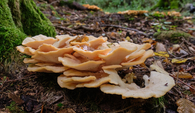 Polyporus borealis(Climacocystis borealis) in fall