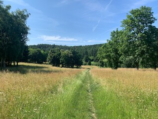 green landscape with a field and trees