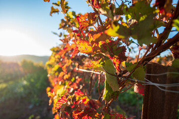 autumn leaves on a vine