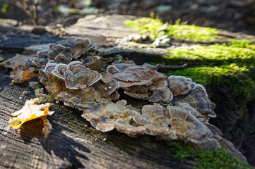 Fototapeta na wymiar fungus on tree trunk