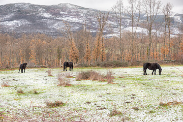 Black horses in the snowy meadow with a mountain background