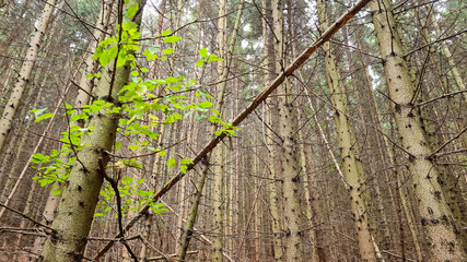 leaves on a branch