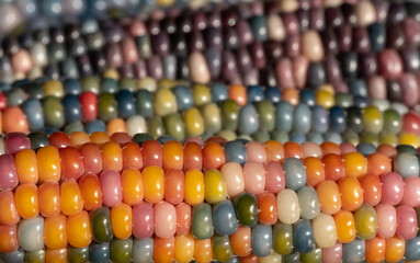 Fototapeta premium Macro photo of Zea Mays gem glass corn cobs with rainbow coloured kernels, grown on an allotment in London UK.