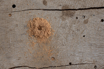 Common woodworm pest, woodworm pest