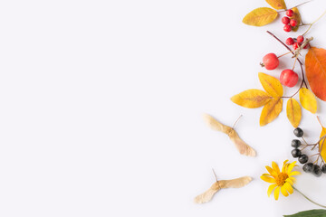 autumn leaves, berries, flowers on white background