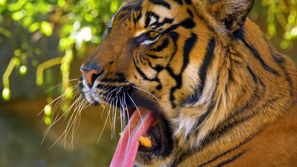 Tiger. Large carnivorous mammal from this. feline with a striped skin.