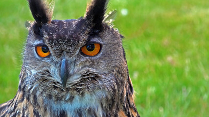 Owl.
A nocturnal bird of prey with large eyes and a hooked beak.