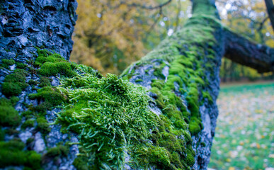 Mech na pniu © Szymon