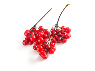 Bright red clusters of mountain ash on a white background