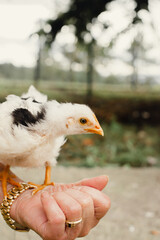 Pollito recién nacido interactuando en la naturaleza de color blanco y negro con el pico naranja.
