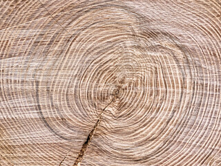 Texture of annual rings on a tree cut