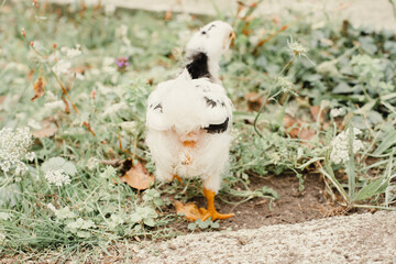 Pollito recién nacido interactuando en la naturaleza de color blanco y negro con el pico naranja.