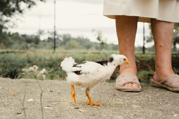 Pollito recién nacido interactuando en la naturaleza de color blanco y negro con el pico naranja.