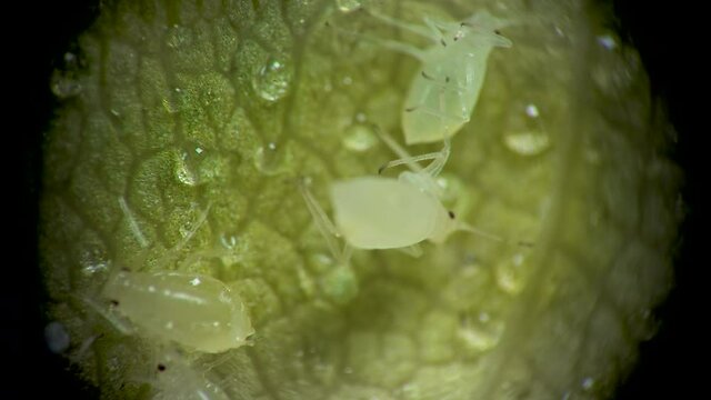 Aphid under a microscope, Aphididae - aphid superfamily (Aphidoidea, Hemiptera) on a cucumber leaf, many are dangerous pests of cultivated plants