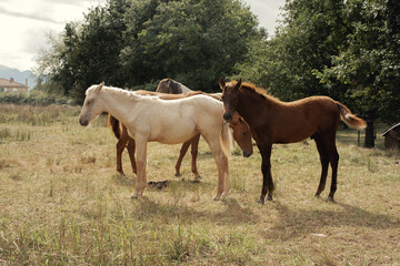 Obraz na płótnie Canvas Varios caballos de distintos colores posando en grupo en medio de un bosque.