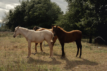Naklejka na ściany i meble Varios caballos de distintos colores posando en grupo en medio de un bosque.