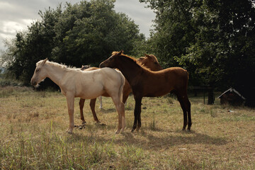 Fototapeta na wymiar Varios caballos de distintos colores posando en grupo en medio de un bosque.