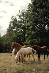 Naklejka na ściany i meble Conjunto de caballos de varios colores posando en grupo en plena naturaleza en un día nublado.