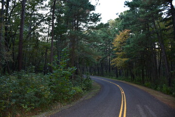 Naklejka premium forest road
