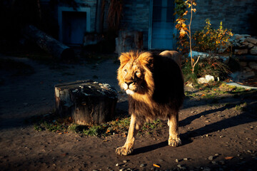 Lew król zwierząt