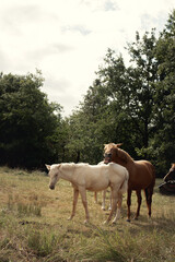 Obraz na płótnie Canvas Varios caballos de distintos colores posando en grupo en medio de un bosque.