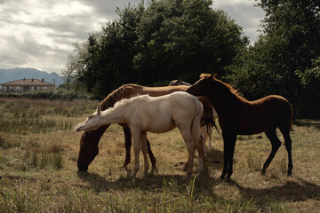 Fototapeta na wymiar Conjunto de caballos de varios colores posando en grupo en plena naturaleza en un día nublado.