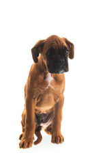 Boxer puppy on white background