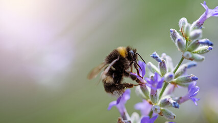 Pollination with bee and lavender with sunshine, sunny lavender.