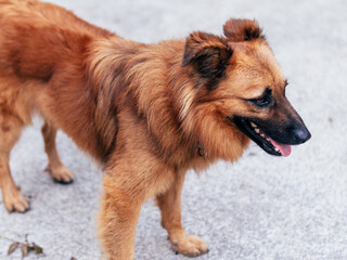 shepherd dog sticking out his tongue