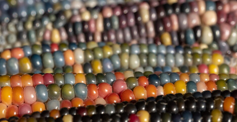 Macro photo of Zea Mays gem glass corn cobs with rainbow coloured kernels, grown on an allotment in London UK.