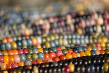Fototapeta premium Macro photo of Zea Mays gem glass corn cobs with rainbow coloured kernels, grown on an allotment in London UK.