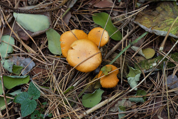 Mushroom in the grass in autumn