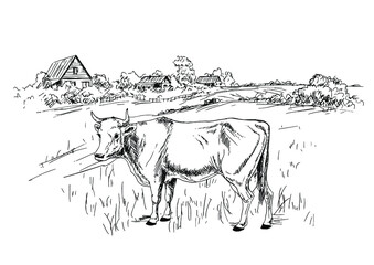 Cow grazing in the meadow, village landscape. Hand drawn sketch