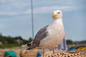 sea gull in close up