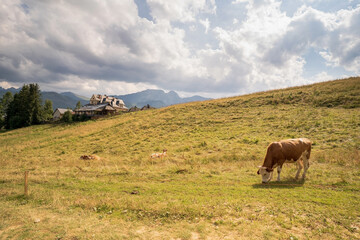 Fototapeta na wymiar Wide angle view of green meadow countryside field with A shaped house and cows eating grass against sleeping knight tatra mountain aka as giewont and dramatic clouds, Zakopane, Poland, Europe